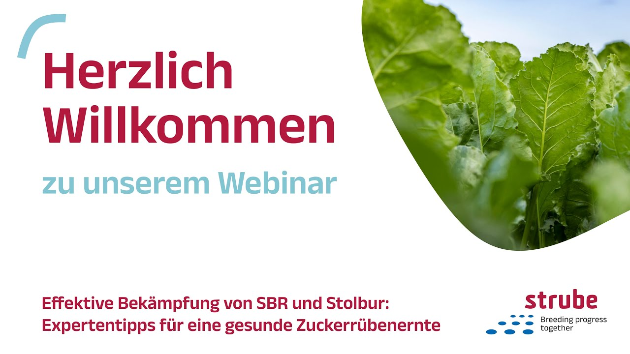 Webinar 2024: SBR und Stolbur - Packen wir es an!