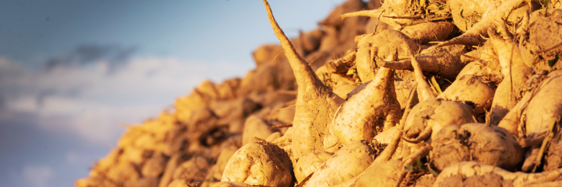 Sugar beet clamp in sunset