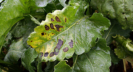 Zuckerrübe befallen von Pseudomonas