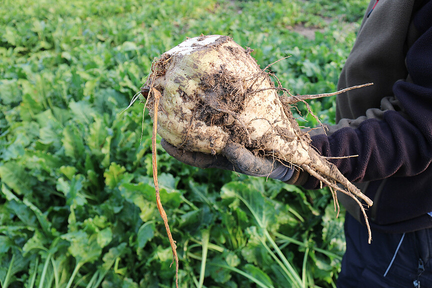 Sucré, sain sur le plan foliaire et stable sur le plan SBR 