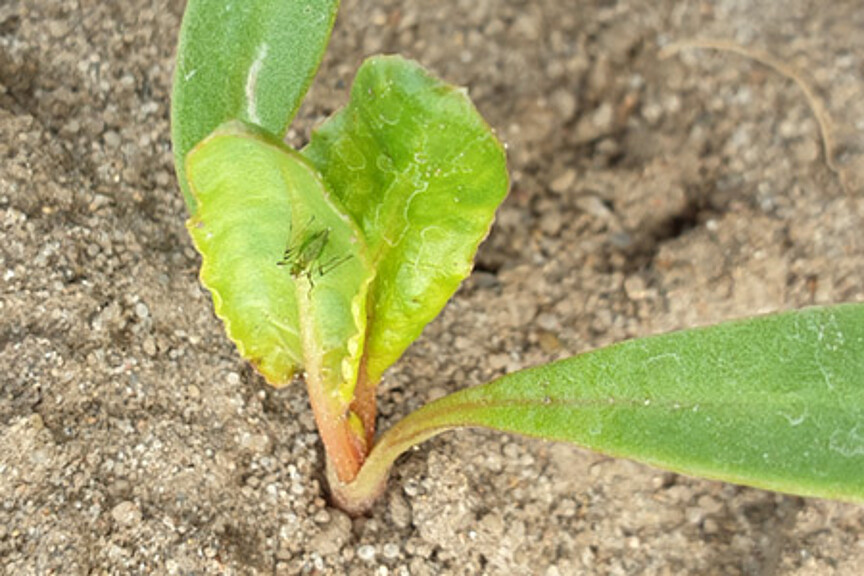 aphid in sugar beet