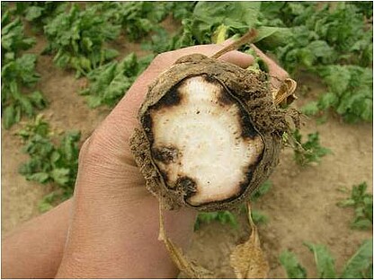 Rhizoctonia