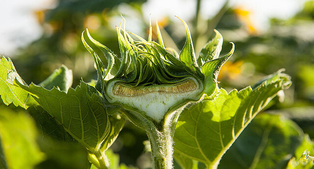 Cross-section of a sunflower head during seed development