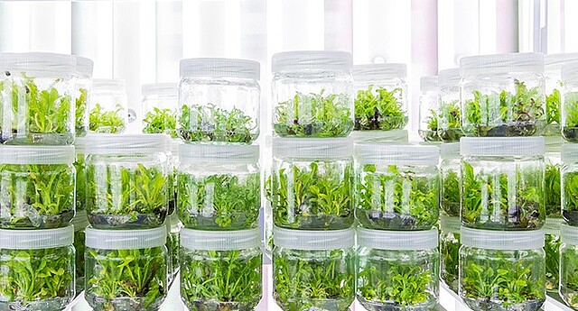 Cuttings are grown from small pieces of a sugar beet plant Cuttings are grown from small pieces of a sugar beet plant