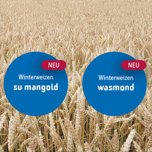 Strube Saatzucht: Zulassung Winterweizen su mangold und wasmond