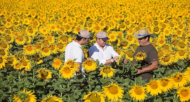 Strube Saatzucht Sonnenblumenfeld Spanien