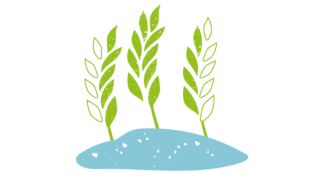 Alternative wheat - the alternative to winter and spring wheat for more flexibility Alternative wheat - the alternative to winter and spring wheat for more flexibility