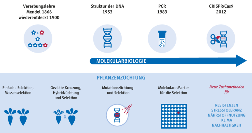 Grafik: Wird CRISPR/Cas neue Methoden für die Pflanzenzüchtung bringen?