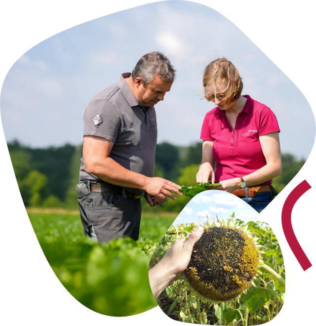 Anbauberaterin mit Landwirt auf dem Zuckerrübenfeld. Darunter ein reifer Sonnenblumenkopf mit Hand daran.