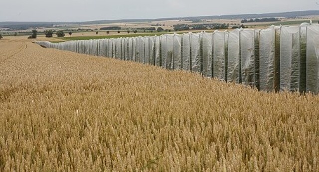 Strube Saatgut Sonnenblume Produktvielfalt Strube Saatgut Sonnenblume Produktvielfalt
