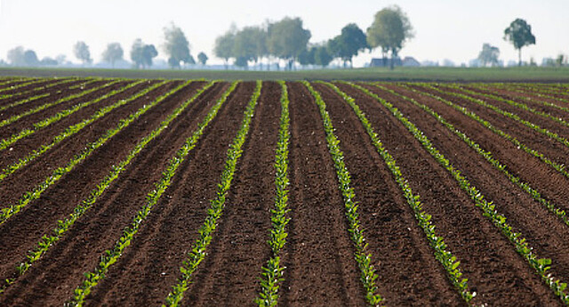  Imágenes de Strube de un campo de remolacha azucarera