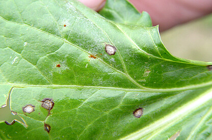 Mischinfektion von Cercospora, Echtem Mehltau und Rübenrost auf einem Rübenblatt im Herbst.