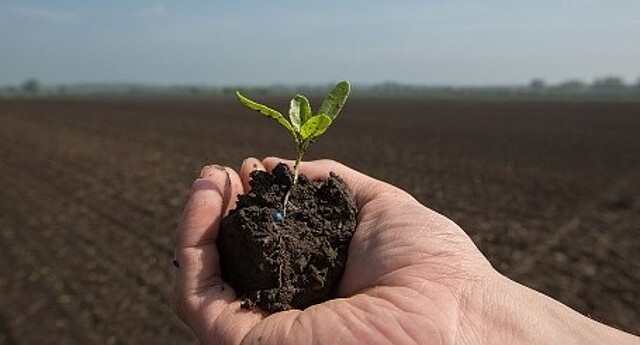 Beet seedling in hand