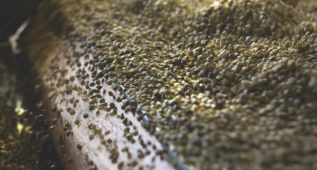 Gravity table with sugar beet seeds Gravity table with sugar beet seeds