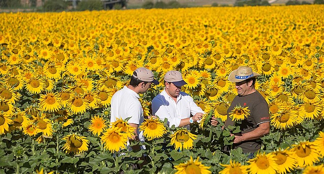 Farmář a konzultant v oblasti slunečnice