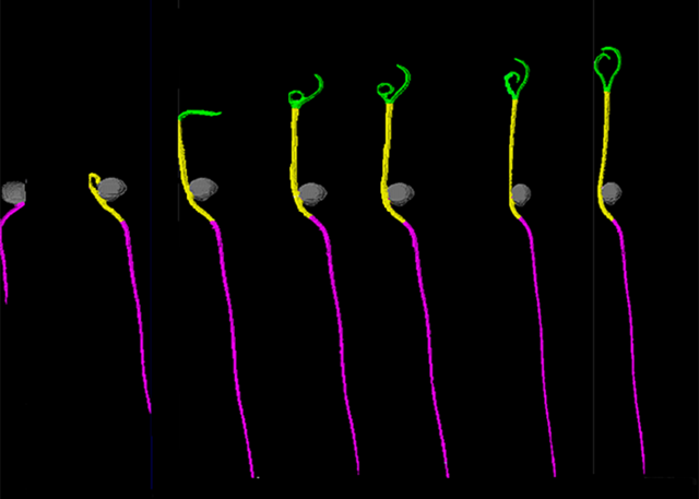 Strube PhenoTest capacidad de crecimiento germinación