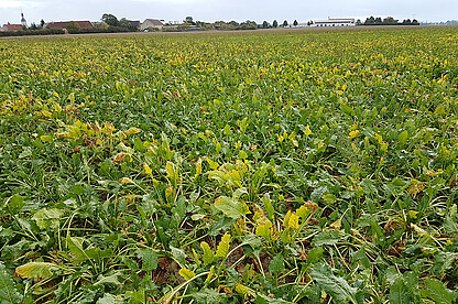 Chlorosis occurs first on the older leaves and the leaf tissue starts dying. 