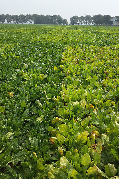 Sortenversuch in den Niederlanden unter starkem Rizomaniadruck.