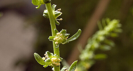 Zuckerrübenblüte in Nahaufnahme