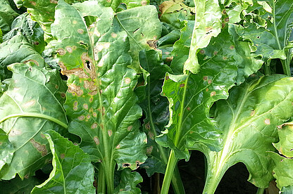 Leaf spots of Ramularia are twice the size of Cercospora leaf spots. 