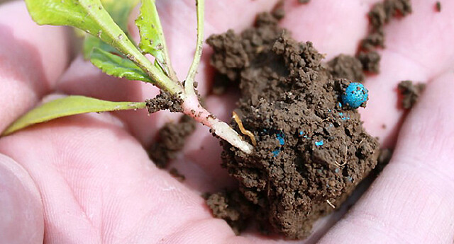 Wireworm on sugar beet root