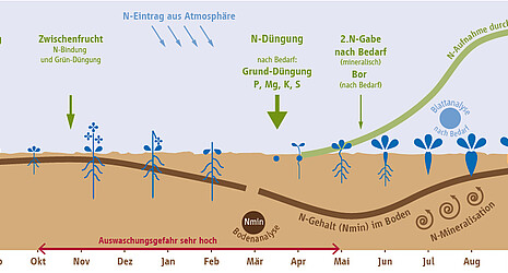 Grafik: Der Düngefahrplan der Zuckerrübe schematisiert