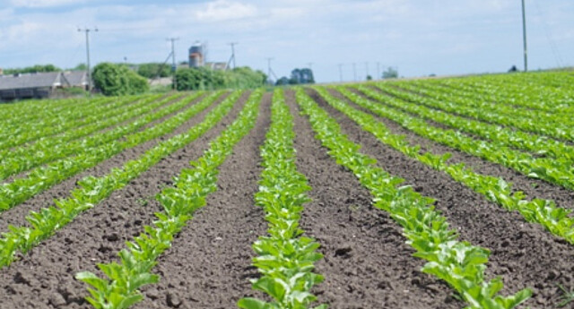 sugar beet variety degas on the field