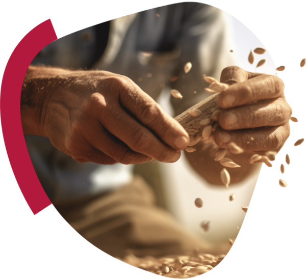 Hands with wheat seeds