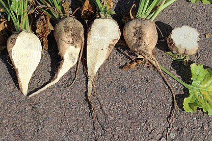 Due to dying vascular bundles the sugar beet can rot. 