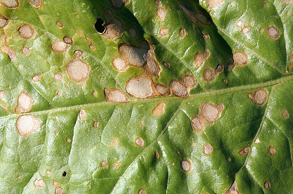 Light dots are visible in the spots, these are the carrier of the spores. 