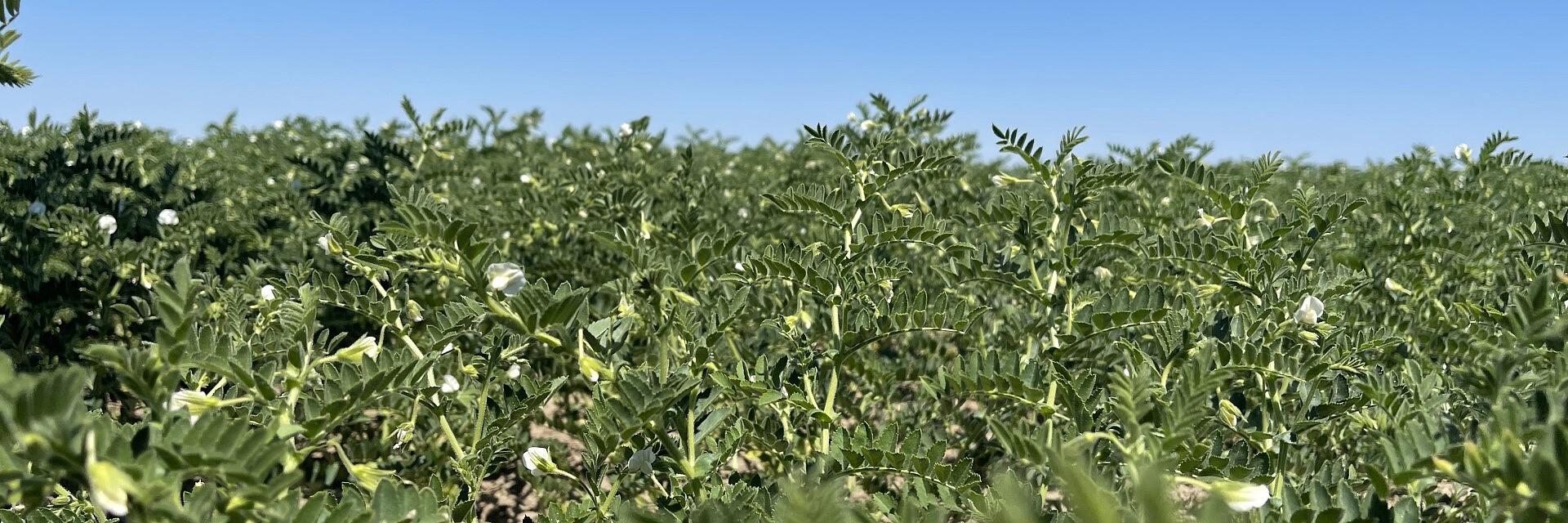 Champ de pois chiches en fleurs de Strube