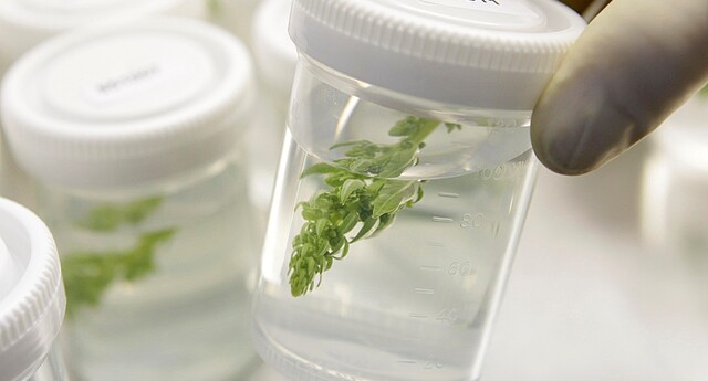 Research Strube Sugar beet Research Strube Sugar beet