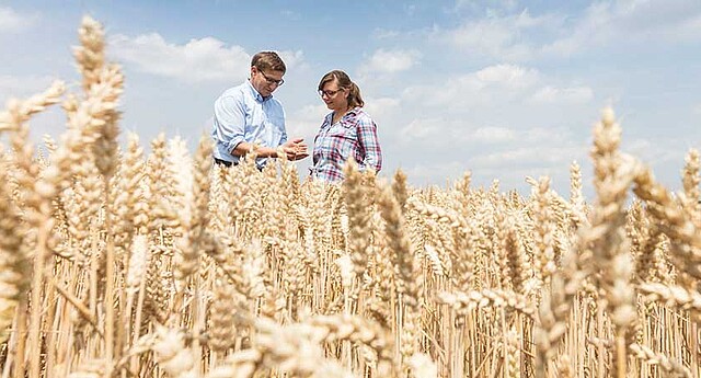 Strube Saatzucht Österreich - Beratung im Weizenfeld