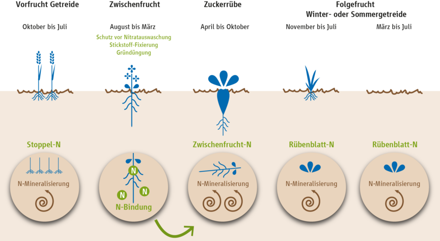 Grafik: Die Zuckerrübe nutzt den angebotenen Stickstoff gut aus.