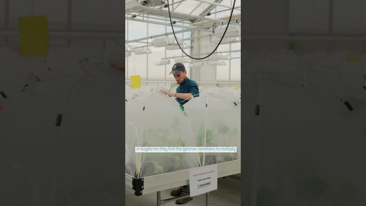 1st step of Vitaly breeding: Inoculation of sugar beets