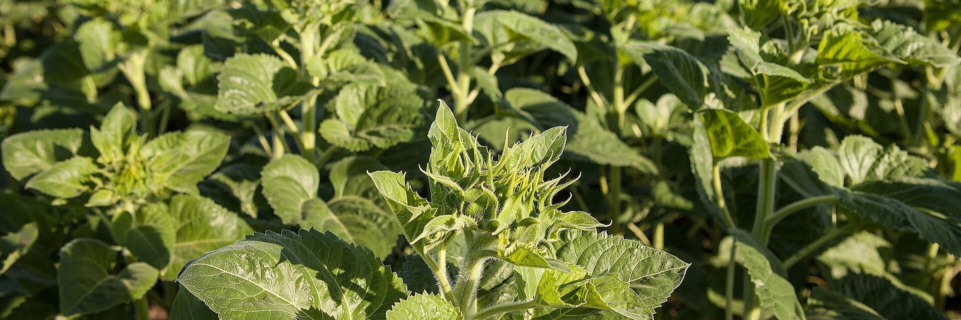 Gesunde Blütenbildung in Strubes Sonnenblumensorten