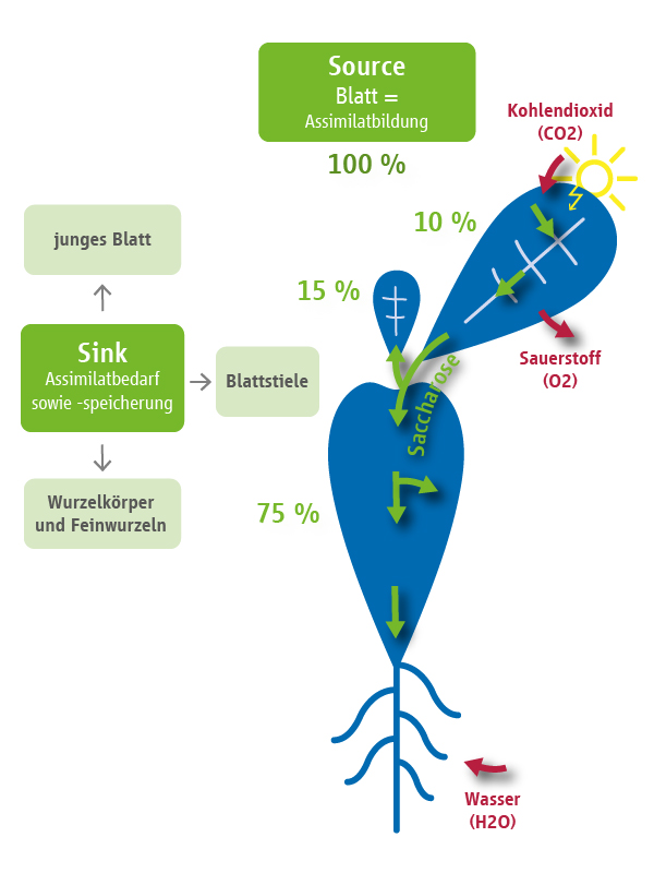 Grafik: Das Source-Sink-Prinzip, schematische Darstellung von Assimilatbildung, -transport und -speicherung bei der Zuckerrübe