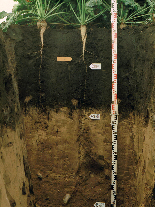 Wurzelsystem der Zuckerrübe (Foto Udo Clemens, Diplomarbeit)